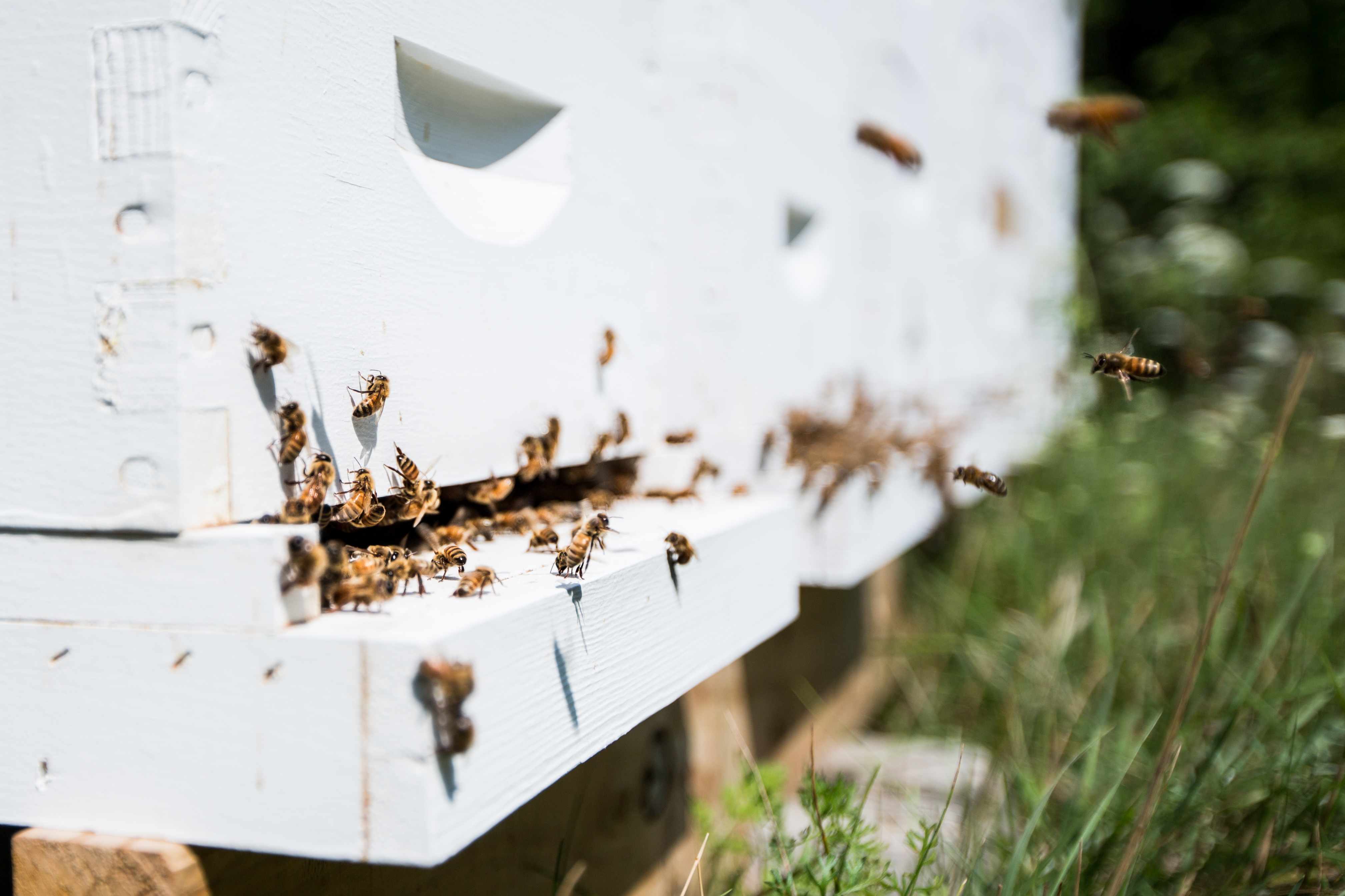 Inspecting Your Hives