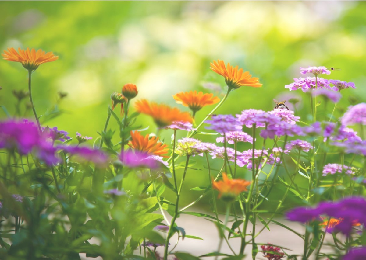 Flower Farming at Michael Fields