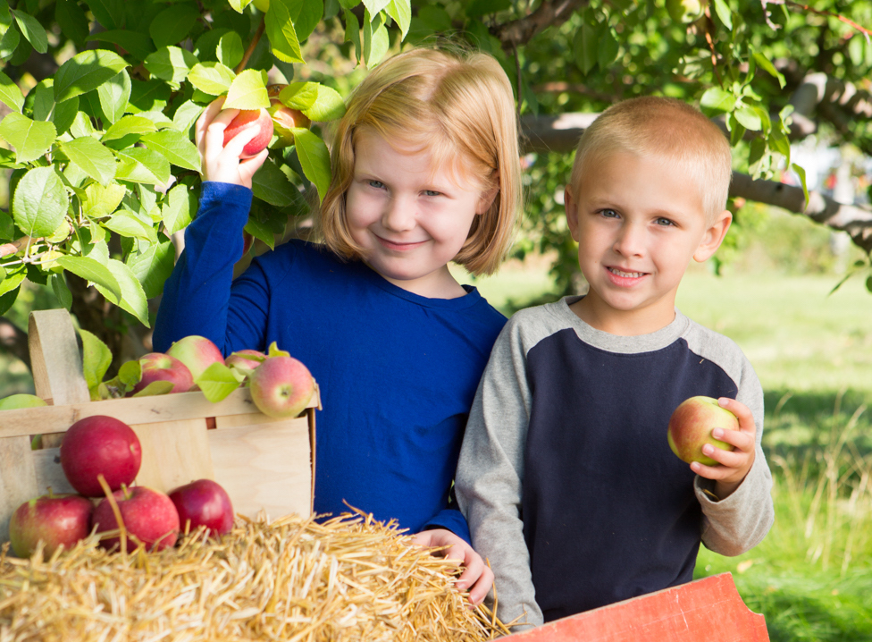 Elegant Farmer's Autumn Harvest Festival