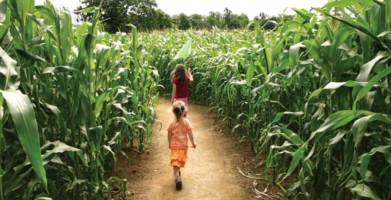 Army Lake Camp Corn Maze