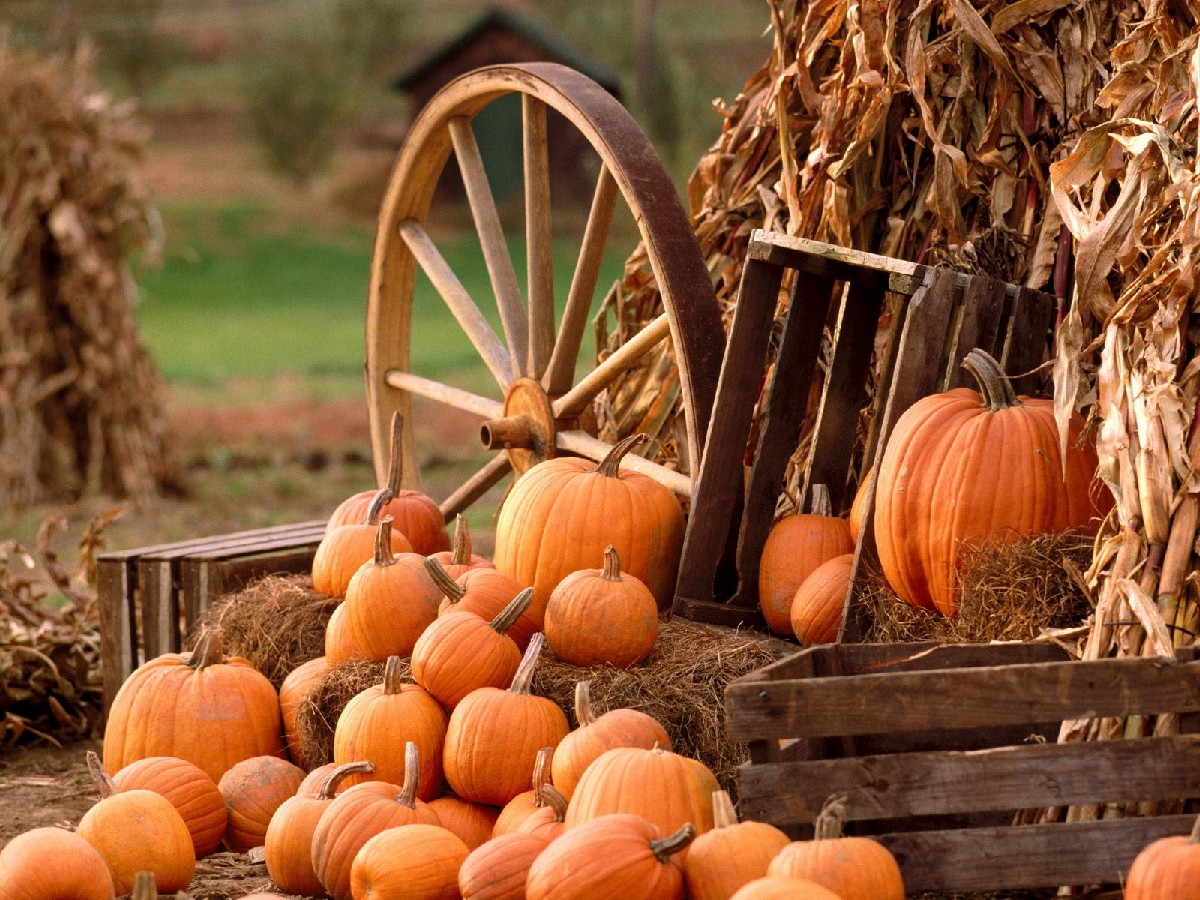 Harvest Fest at Nature's Classroom