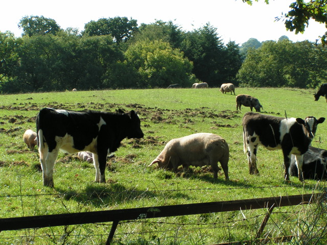 Pastured Pork and Grassfed Beef Workshop