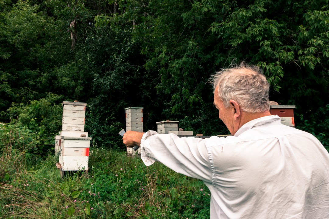 Beginners Beekeeping Workshop